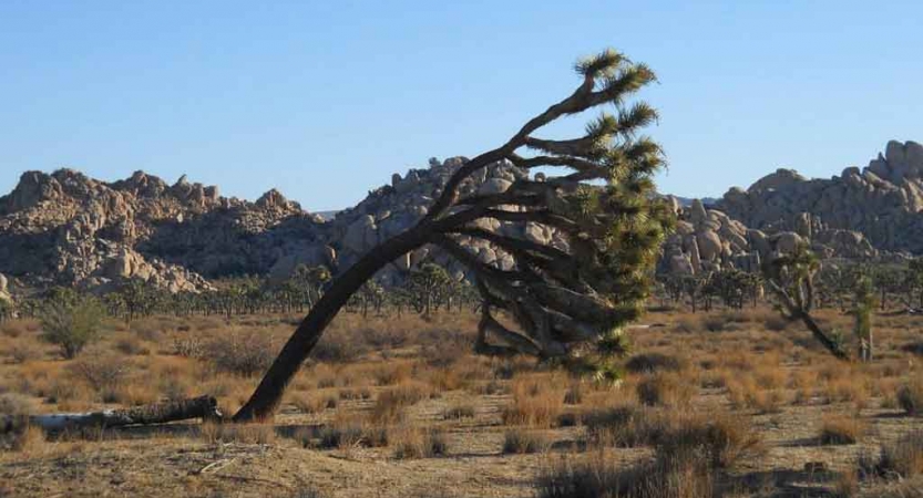 A joshua tree leans far to the right from apparent wind. 